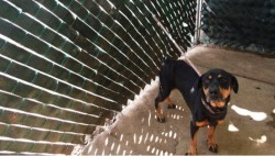 Castigarán con 5 años de prisión a quien organice o asista a peleas de perros