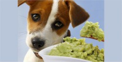 8 alimentos que tu perro no debería comer