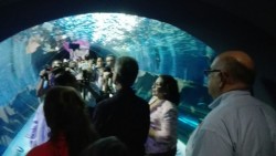 Inauguran el Tiburonario del Acuario Mazatlán.