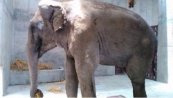 El elefante Benny muere por insuficiencia renal
