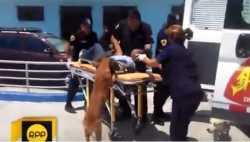 #Video Perros le salvan la vida a su dueño herido y lo acompañan hasta el hospital