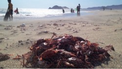 Aparecen miles de jaibas muertas en Salina Cruz, Oaxaca