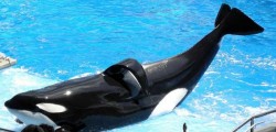 Muere la orca Tilikum de Sea World