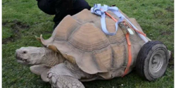 "Desenfreno sexual" dejó a esta tortuga discapacitada