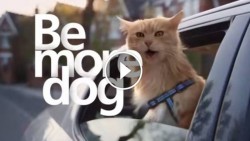 #VIDEO: Este gato quiere ser un perro…