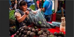 Rechazan primer cargamento de aguacate de Jalisco a E.U
