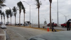 Plantan palmeras en el camellón de Olas Altas.