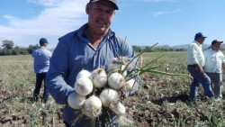 Cosechan cebolla blanca.