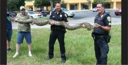 Florida combate una plaga de pitones gigantes
