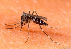 Harán "barrido" en toda la zona sur contra el dengue