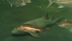 Trasladan a peces del Tiburonario