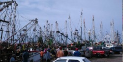 Cambio climático afectó la producción camaronera en Sinaloa: CANAINPESCA