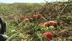 Deshidratan tomate para poder comercializarlo
