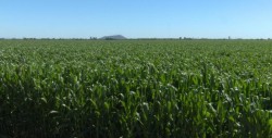 Productores empiezan a recibir algunos pagos pendientes