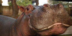 Sujetos matan a golpes a un hipopótamo del zoológico de El Salvador