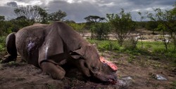 Cazadores irrumpen zoológico; matan rinoceronte
