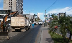 Plantarán alrededor de 3 mil palmeras en la ciudad