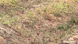 Plagas invaden cultivos de la región