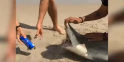 #Video Utilizan a tiburón para abrir una lata de cerveza