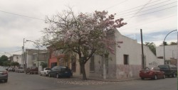 Amapa en Sinaloa, un árbol con tradición
