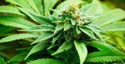 Aprueban legalizar el cannabis medicinal en Argentina