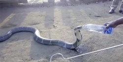 #Video Cobra víctima de la sequía bebe de una botella con agua