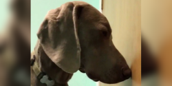 #Video Perro se come un cigarro de marihuana. ¡Tienes que ver su reacción!