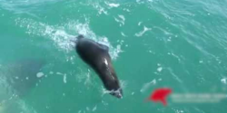 IMPACTANTE momento en que una foca es devorada por un tiburón