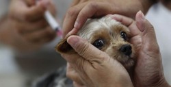 Aquí puedes vacunar y esterilizar a tus mascotas en Mazatlán