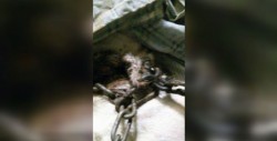 Se formaliza la primera denuncia en Ahome por maltrato animal
