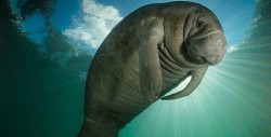 El manati ya no está en peligro de extinción