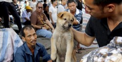 Taiwán prohíbe consumo de carne de perro y gato