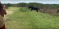 #Video Impactante pelea entre un caballo y un cocodrilo