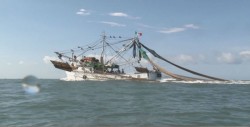 Reducen los apoyos de Propesca para los pescadores de Altamar