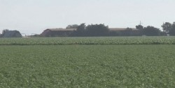 Alta recuperación de créditos de los productores de frijol