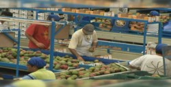 Apoyará el estado a mangueros y trigueros