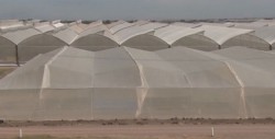 Preparados los horticultores para renegociar el TLC