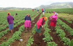 Mujeres campesinas pueden acceder a créditos