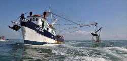 Flota sardinera está acabando con camarón "enhuevado": Michel Luna
