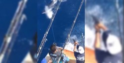 Empresario mata a balazos a tiburón tigre en Veracruz