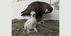 En México nace primera águila real por inseminación artificial