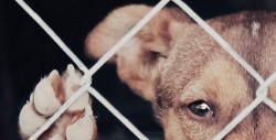 Aprueban ley contra el maltrato animal en Costa Rica