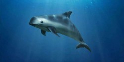 Se preservará especie de vaquita marina creando santuario en Mar de Cortés