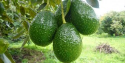 Aseguran hectáreas de aguacate al crimen organizado