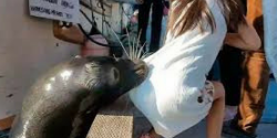 #Video Terrible momento en que león marino ataca a una niña