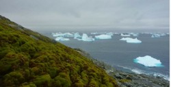 El Antártico es cada vez más ¿verde?