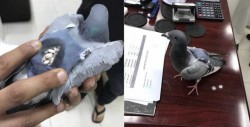 Policía detiene a una paloma que transportaba droga