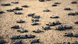 Inicia temporada de anidación de tortugas marinas