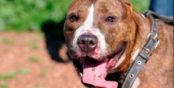 Era robado el perro que ladrones usaban para asaltar