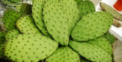 Hacen pasar metanfetaminas por nopales